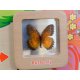 Tablica Edukacyjna Cykl Życia Motylka + Listwy do montażu