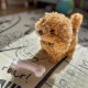 WOOPIE Piesek Ineraktywny Pluszowy z Kością Pudel Husky