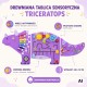VIGA Drewniana Tablica Sensoryczna-Manipulacyjna EDU Triceratops
